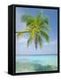 Palm Tree Overhanging the Sea, Kuda Bandos, North Male Atoll, the Maldives, Indian Ocean-Lee Frost-Framed Stretched Canvas