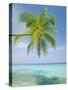 Palm Tree Overhanging the Sea, Kuda Bandos, North Male Atoll, the Maldives, Indian Ocean-Lee Frost-Stretched Canvas