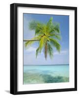 Palm Tree Overhanging the Sea, Kuda Bandos, North Male Atoll, the Maldives, Indian Ocean-Lee Frost-Framed Photographic Print