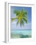 Palm Tree Overhanging the Sea, Kuda Bandos, North Male Atoll, the Maldives, Indian Ocean-Lee Frost-Framed Photographic Print