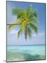 Palm Tree Overhanging the Sea, Kuda Bandos, North Male Atoll, the Maldives, Indian Ocean-Lee Frost-Mounted Photographic Print