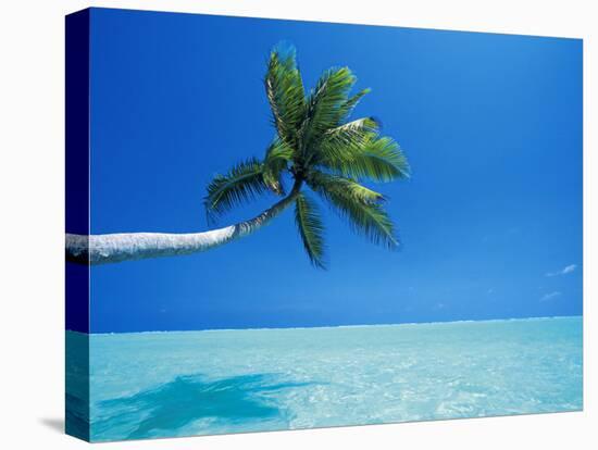 Palm Tree Overhanging the Sea, Male Atoll, Maldives, Indian Ocean-Papadopoulos Sakis-Stretched Canvas