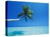 Palm Tree Overhanging the Sea, Male Atoll, Maldives, Indian Ocean-Papadopoulos Sakis-Stretched Canvas