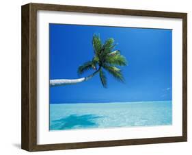 Palm Tree Overhanging the Sea, Male Atoll, Maldives, Indian Ocean-Papadopoulos Sakis-Framed Photographic Print