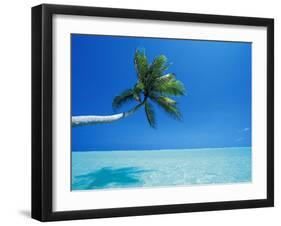 Palm Tree Overhanging the Sea, Male Atoll, Maldives, Indian Ocean-Papadopoulos Sakis-Framed Photographic Print