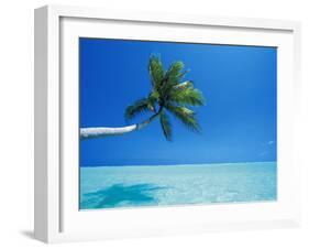 Palm Tree Overhanging the Sea, Male Atoll, Maldives, Indian Ocean-Papadopoulos Sakis-Framed Photographic Print