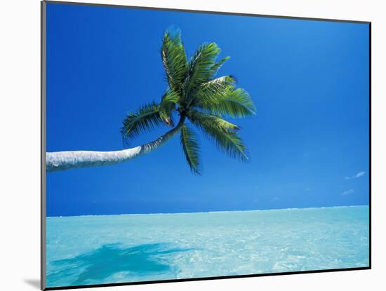 Palm Tree Overhanging the Sea, Male Atoll, Maldives, Indian Ocean-Papadopoulos Sakis-Mounted Photographic Print