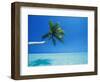 Palm Tree Overhanging the Sea, Male Atoll, Maldives, Indian Ocean-Papadopoulos Sakis-Framed Photographic Print