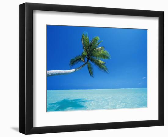 Palm Tree Overhanging the Sea, Male Atoll, Maldives, Indian Ocean-Papadopoulos Sakis-Framed Photographic Print