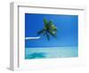 Palm Tree Overhanging the Sea, Male Atoll, Maldives, Indian Ocean-Papadopoulos Sakis-Framed Photographic Print