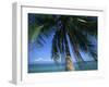 Palm Tree Overhanging Turquoise Waters at Koh Samui, Thailand, Southeast Asia-Dominic Harcourt-webster-Framed Photographic Print