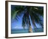 Palm Tree Overhanging Turquoise Waters at Koh Samui, Thailand, Southeast Asia-Dominic Harcourt-webster-Framed Photographic Print