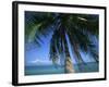 Palm Tree Overhanging Turquoise Waters at Koh Samui, Thailand, Southeast Asia-Dominic Harcourt-webster-Framed Photographic Print