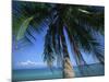 Palm Tree Overhanging Turquoise Waters at Koh Samui, Thailand, Southeast Asia-Dominic Harcourt-webster-Mounted Photographic Print