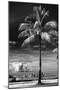 Palm Tree overlooking Downtown Miami - Florida-Philippe Hugonnard-Mounted Photographic Print