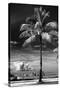 Palm Tree overlooking Downtown Miami - Florida-Philippe Hugonnard-Stretched Canvas