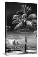 Palm Tree overlooking Downtown Miami - Florida-Philippe Hugonnard-Stretched Canvas