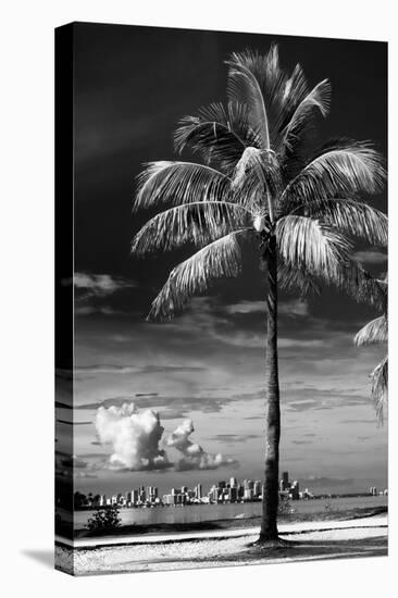 Palm Tree overlooking Downtown Miami - Florida-Philippe Hugonnard-Stretched Canvas