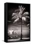 Palm Tree overlooking Downtown Miami - Florida-Philippe Hugonnard-Framed Stretched Canvas