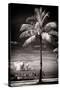 Palm Tree overlooking Downtown Miami - Florida-Philippe Hugonnard-Stretched Canvas