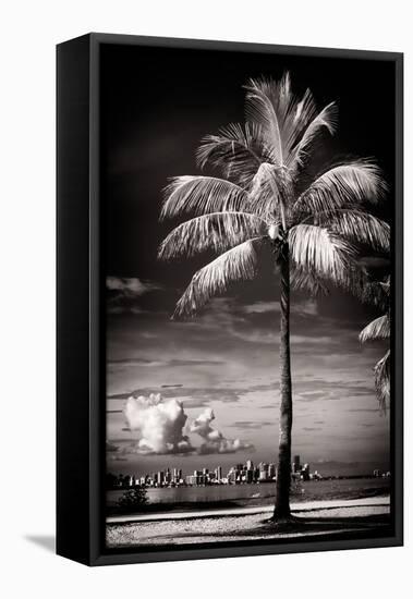 Palm Tree overlooking Downtown Miami - Florida-Philippe Hugonnard-Framed Stretched Canvas