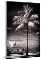 Palm Tree overlooking Downtown Miami - Florida-Philippe Hugonnard-Mounted Photographic Print