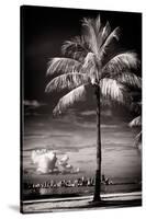 Palm Tree overlooking Downtown Miami - Florida-Philippe Hugonnard-Stretched Canvas