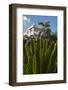 Palm Tree, Riu Palace, Bavaro Beach, Higuey, Punta Cana, Dominican Republic-Lisa S. Engelbrecht-Framed Photographic Print