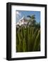 Palm Tree, Riu Palace, Bavaro Beach, Higuey, Punta Cana, Dominican Republic-Lisa S. Engelbrecht-Framed Photographic Print
