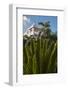 Palm Tree, Riu Palace, Bavaro Beach, Higuey, Punta Cana, Dominican Republic-Lisa S. Engelbrecht-Framed Photographic Print
