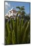 Palm Tree, Riu Palace, Bavaro Beach, Higuey, Punta Cana, Dominican Republic-Lisa S. Engelbrecht-Mounted Photographic Print