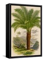 Palm Tree (Sago): Cycas Ruminiana-null-Framed Stretched Canvas