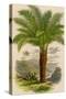 Palm Tree (Sago): Cycas Ruminiana-null-Stretched Canvas