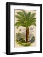 Palm Tree (Sago): Cycas Ruminiana-null-Framed Photographic Print