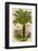 Palm Tree (Sago): Cycas Ruminiana-null-Framed Photographic Print