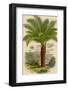 Palm Tree (Sago): Cycas Ruminiana-null-Framed Photographic Print