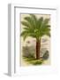 Palm Tree (Sago): Cycas Ruminiana-null-Framed Photographic Print