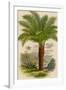 Palm Tree (Sago): Cycas Ruminiana-null-Framed Photographic Print