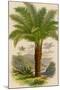 Palm Tree (Sago): Cycas Ruminiana-null-Mounted Photographic Print