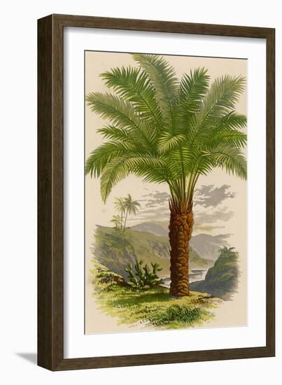 Palm Tree (Sago): Cycas Ruminiana-null-Framed Photographic Print