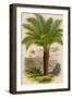 Palm Tree (Sago): Cycas Ruminiana-null-Framed Photographic Print