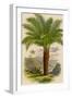 Palm Tree (Sago): Cycas Ruminiana-null-Framed Photographic Print