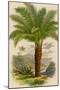 Palm Tree (Sago): Cycas Ruminiana-null-Mounted Photographic Print