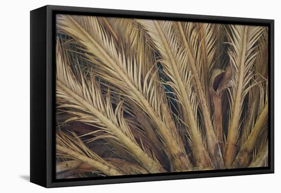 Palm Tree, Sausalito, Marin County, California-Anna Miller-Framed Stretched Canvas