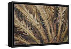 Palm Tree, Sausalito, Marin County, California-Anna Miller-Framed Stretched Canvas