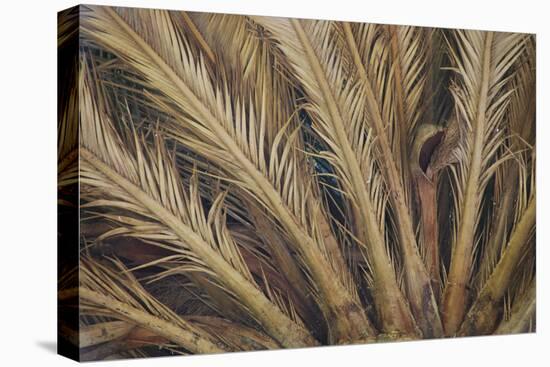 Palm Tree, Sausalito, Marin County, California-Anna Miller-Stretched Canvas