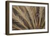 Palm Tree, Sausalito, Marin County, California-Anna Miller-Framed Photographic Print