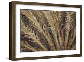 Palm Tree, Sausalito, Marin County, California-Anna Miller-Framed Photographic Print