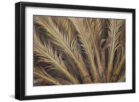 Palm Tree, Sausalito, Marin County, California-Anna Miller-Framed Photographic Print