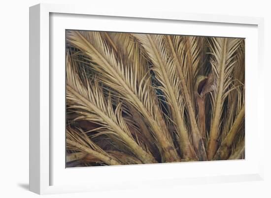 Palm Tree, Sausalito, Marin County, California-Anna Miller-Framed Photographic Print